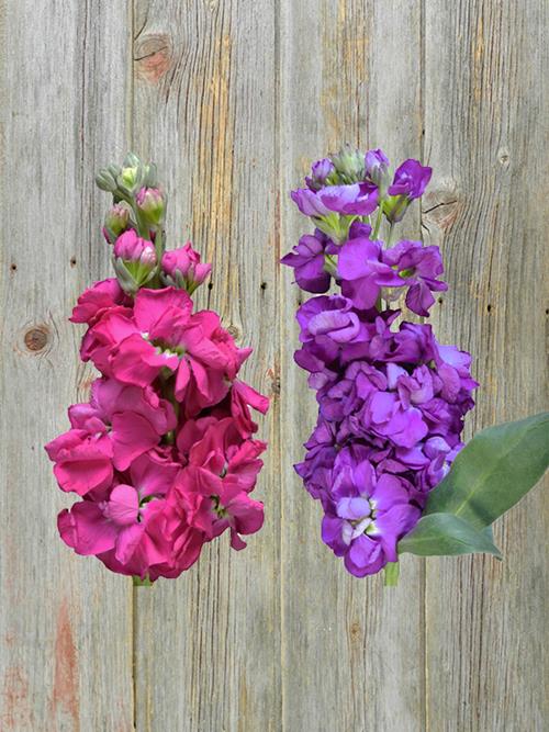 JEWEL COLORS ASSORTED STOCK COMBO BOX